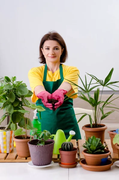 植物を屋内で女性庭師 — ストック写真