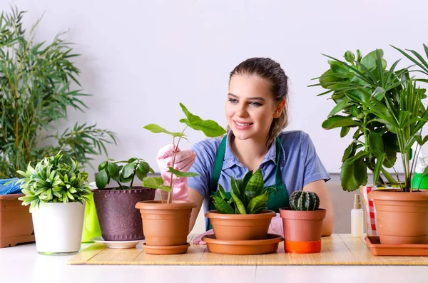 Ung kvinnelig gartner med planter innendørs – stockfoto