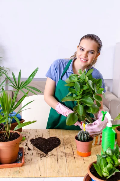 Jovem jardineiro feminino com plantas dentro de casa — Fotografia de Stock