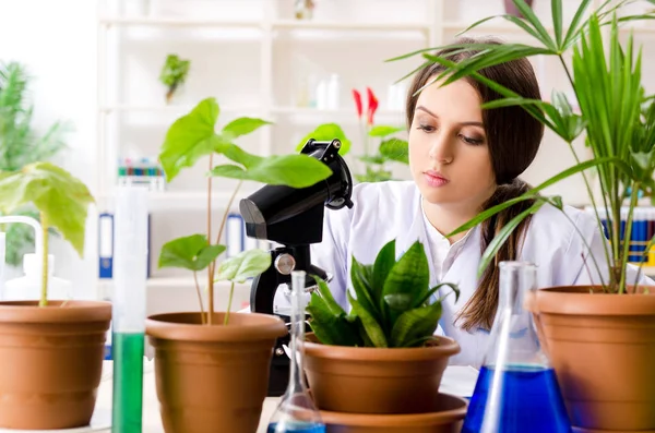 Joven química biotecnológica hermosa trabajando en el laboratorio —  Fotos de Stock