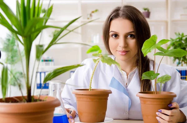 Joven química biotecnológica hermosa trabajando en el laboratorio —  Fotos de Stock