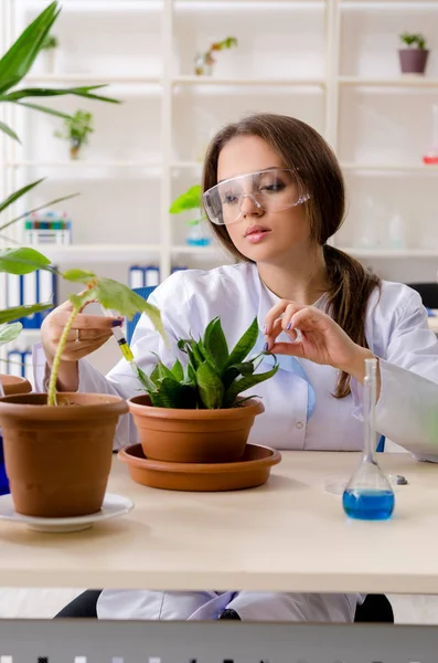 Jeune belle chimiste en biotechnologie travaillant dans le laboratoire — Photo