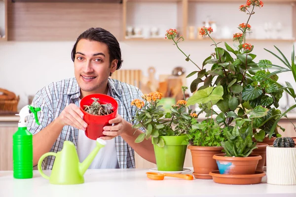 젊고 잘생긴 남자가 집에서 꽃을 재배 한다 — 스톡 사진