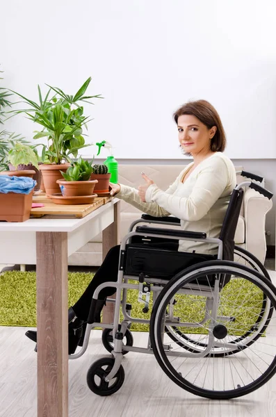 Žena na invalidním vozíku, pěstování pokojových rostlin — Stock fotografie