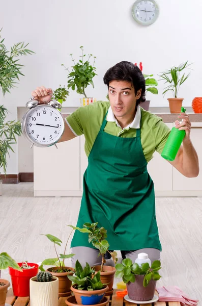 Jeune jardinier masculin avec des plantes à l'intérieur — Photo