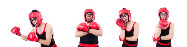 Boxer drôle isolé sur le fond blanc — Photo