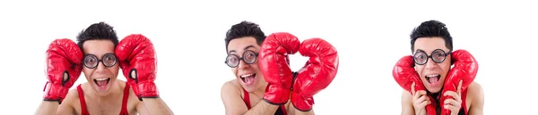 Funny boxer isolated on the white background — Stock Photo, Image