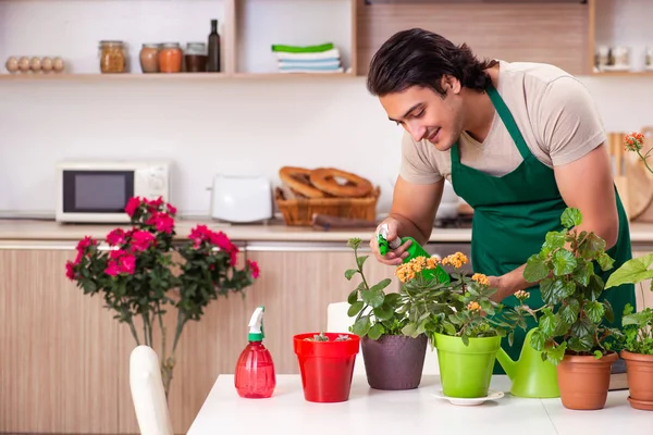 Jovem homem bonito cultivando flores em casa — Fotografia de Stock