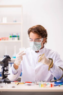 Erkek bilim adamı uyuşturucu sentezi için yılandan zehir çıkarıyor.