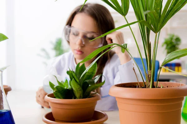 Jeune belle chimiste en biotechnologie travaillant dans le laboratoire — Photo