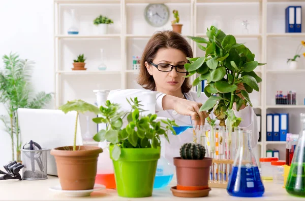 Mulher velha biotecnologia química que trabalha no laboratório — Fotografia de Stock