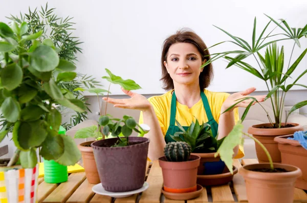 Kobiece ogrodnik z rośliny w pomieszczeniu — Zdjęcie stockowe