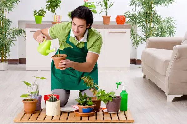 Jovem jardineiro masculino com plantas dentro de casa — Fotografia de Stock