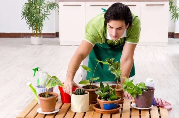 Jeune jardinier masculin avec des plantes à l'intérieur — Photo