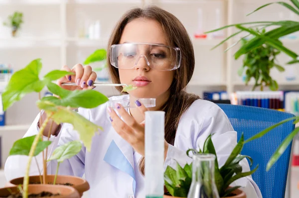 Joven química biotecnológica hermosa trabajando en el laboratorio —  Fotos de Stock