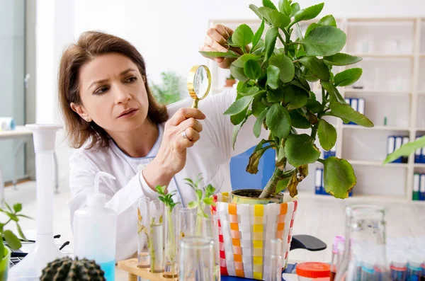 Mulher velha biotecnologia química que trabalha no laboratório — Fotografia de Stock