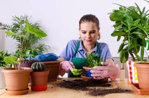 屋内に植物を持つ若い女性の庭師 — ストック写真