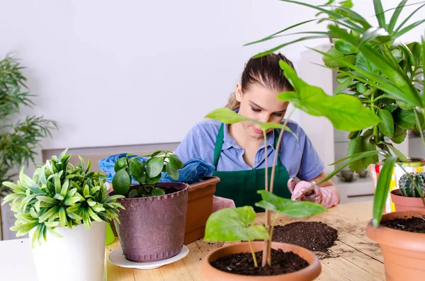 Jovem jardineiro feminino com plantas dentro de casa — Fotografia de Stock