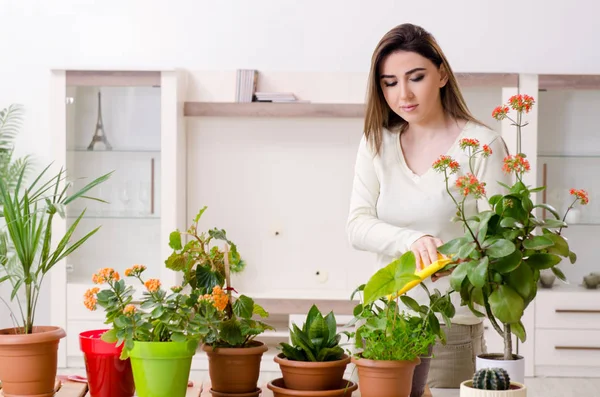 Joven jardinero femenino con plantas en el interior —  Fotos de Stock