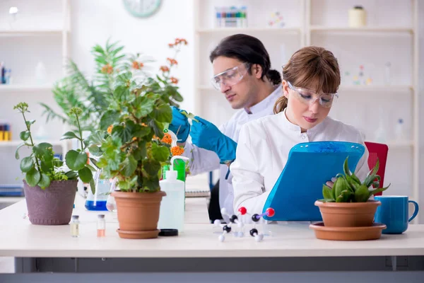 Deux jeunes botanistes travaillant dans le laboratoire — Photo