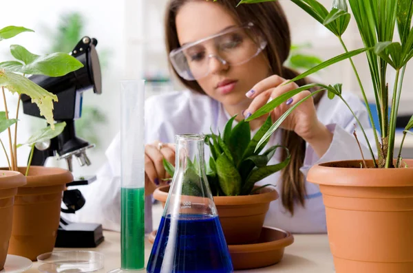 Jeune belle chimiste en biotechnologie travaillant dans le laboratoire — Photo