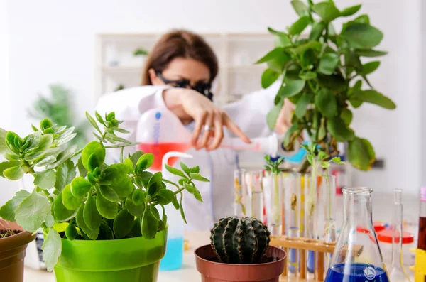 Ancienne chimiste en biotechnologie travaillant dans le laboratoire — Photo