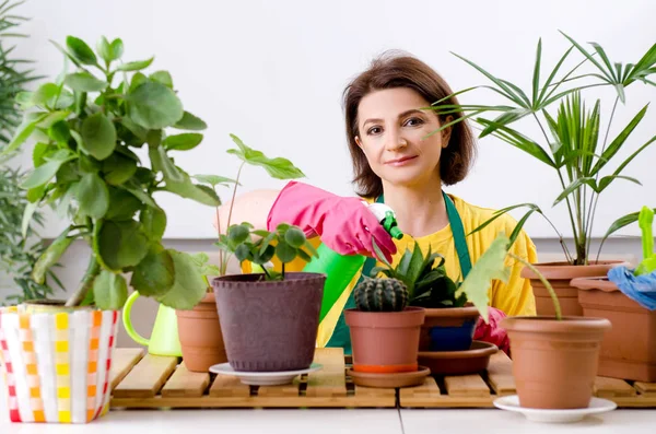 Jardinier femelle avec plantes à l'intérieur — Photo