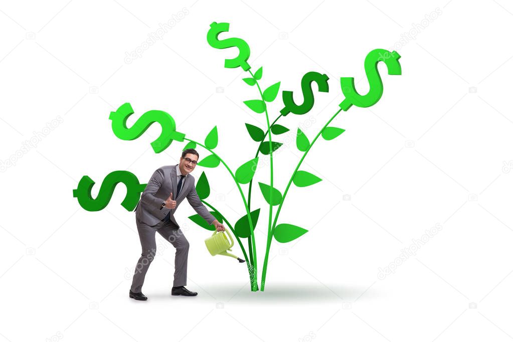 Money tree concept with businessman watering 