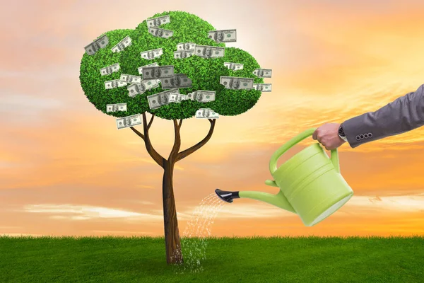 Yatırım konseptinde para ağacını sulayan iş adamı — Stok fotoğraf