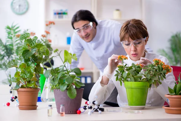 两名年轻的植物学家在实验室工作 — 图库照片