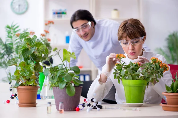 Dos jóvenes botánicos trabajando en el laboratorio — Foto de Stock