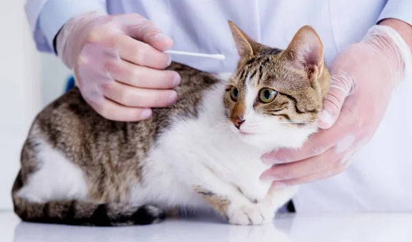 Katt besöker veterinär för regelbunden kontroll — Stockfoto