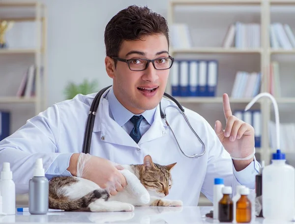 Cat visiting vet for regular checkup — Stock Photo, Image