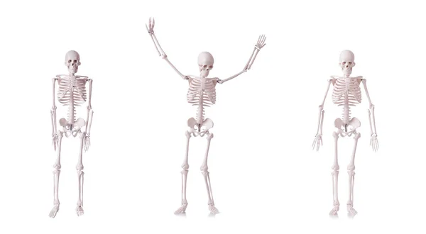 Skeleton isolated on the white background — Stock Photo, Image