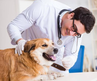 Veteriner kliniğinde Golden Retriever köpeğini muayene eden doktor.