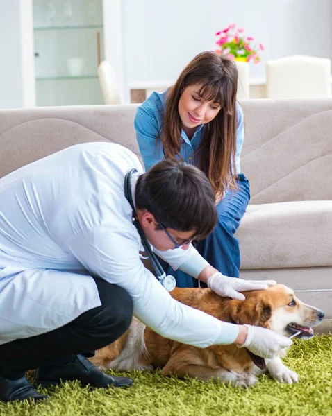 Vet doctor visiting golden retriever dog at home