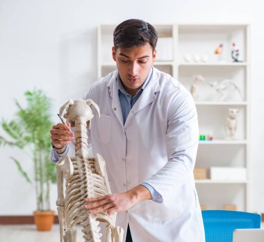 Doktor veteriner köpek iskeleti üzerinde çalışıyor.