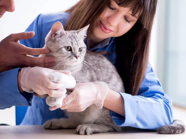 Macska vizsgálat alatt állatorvosi klinikán — Stock Fotó