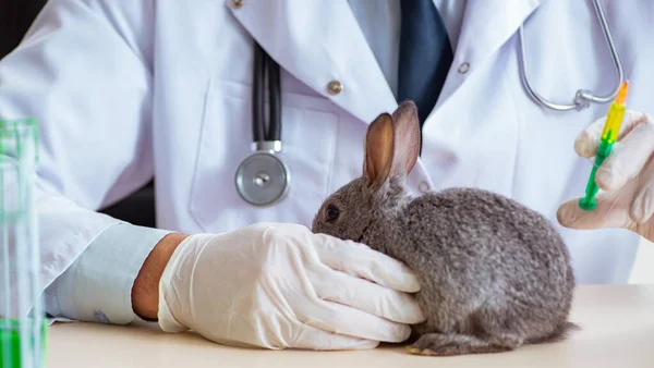 Vet doctor checking up rabbit in his clinic — Stock Photo, Image
