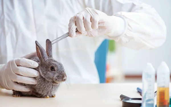 Vet doctor checking up rabbit in his clinic