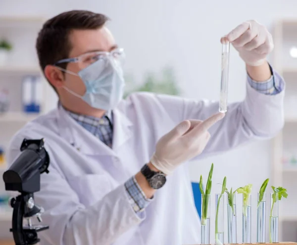 Männlicher Biochemiker arbeitet im Labor an Pflanzen — Stockfoto