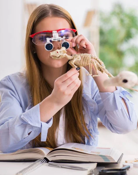 Studerande undersöker djurskelett i klassrummet — Stockfoto