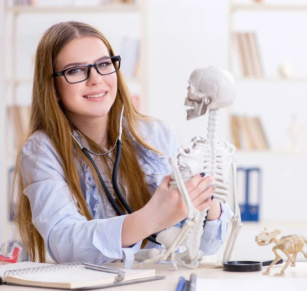 Studenten zitten in de klas en studeren skelet — Stockfoto