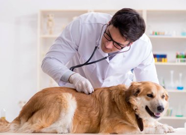 Veteriner kliniğinde Golden Retriever köpeğini muayene eden doktor.