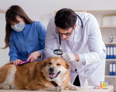 Doktor ve asistan veterinerdeki golden retriever köpeğini kontrol ediyor.