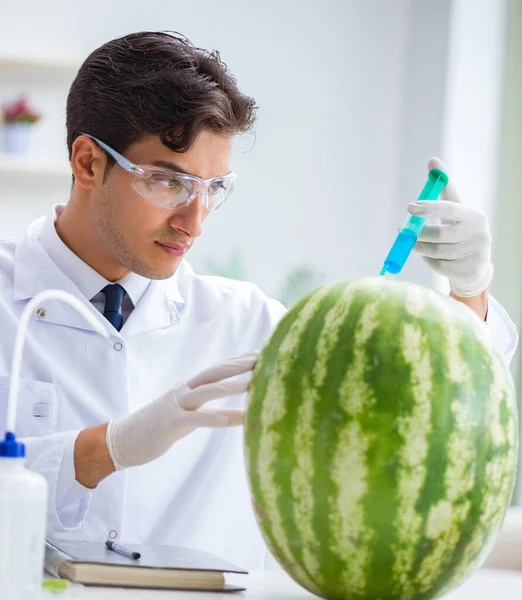 Scientifique testant pastèque en laboratoire — Photo