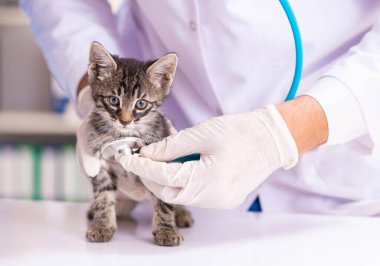 Veteriner kliniğindeki doktor ve asistan kedi yavrusunu kontrol ediyor.