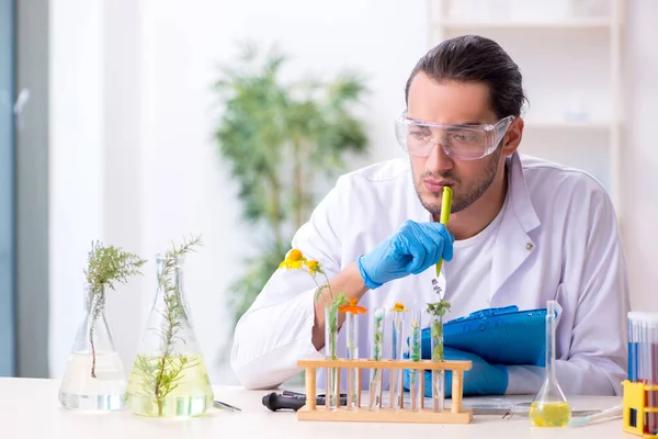 Jonge mannelijke chemicus werkzaam in het lab — Stockfoto