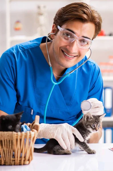 Vet doctor examining kittens in animal hospital