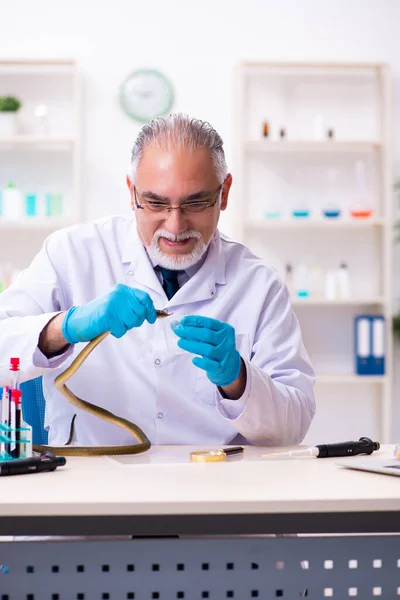 Старий хімік тримає змію в науковій лабораторії — стокове фото